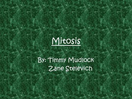 Mitosis By: Timmy Mudlock Zane Stelevich. Prophase.