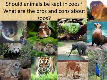 Should animals be kept in zoos? What are the pros and cons about zoos?