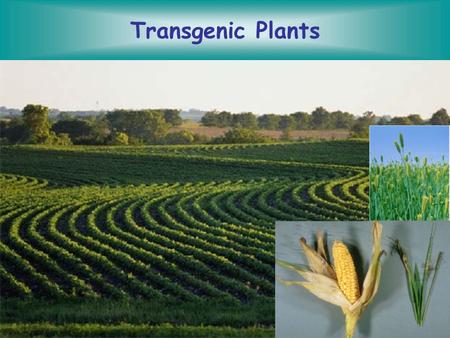 Transgenic Plants.