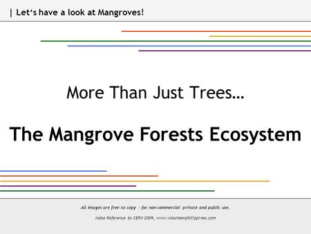 More Than Just Trees… The Mangrove Forests Ecosystem All Images are free to copy - for non-commercial private and public use. Make Reference to CERV 2009,