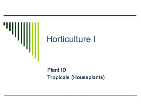 Horticulture I Plant ID Tropicals (Houseplants). Aracaria heterophylla  CN: Norfolk Island Pine  Small evergreen tree – 4’  Native to Australia – 200’