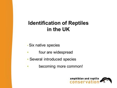 Identification of Reptiles in the UK Six native species four are widespread Several introduced species becoming more common!