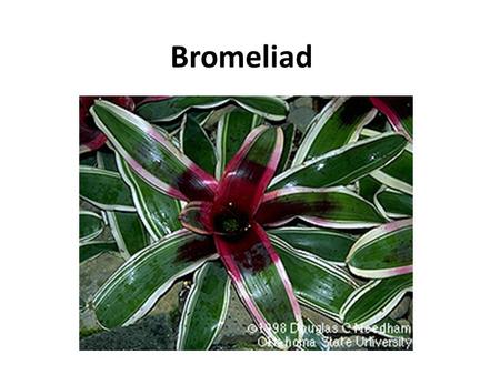 Bromeliad. Ageratum Aglaonema Peruvian Lily Snapdragon.