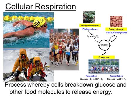 Cellular Respiration Process whereby cells breakdown glucose and other food molecules to release energy.
