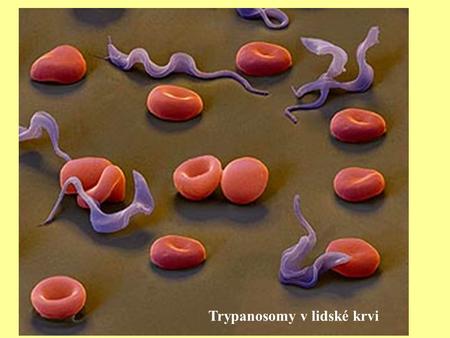 Trypanosomy v lidské krvi. Euglenozoans are unicellular flagellates that include free-living, commensalic and parasitic species Euglenids DiplonemidsKinetoplastids.