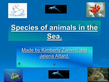 Species of animals in the Sea. Made by Kimberly Zammit and Jelena Attard.
