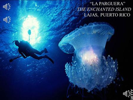 “Diamond in the Rough” “LA PARGUERA” THE ENCHANTED ISLAND