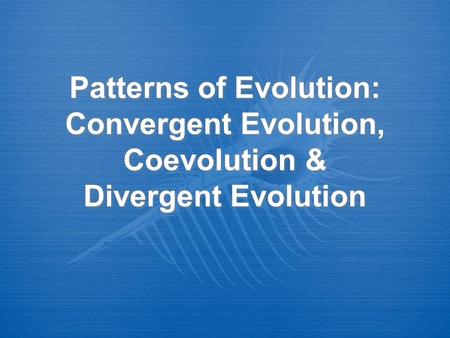 Convergent Evolution Occurs when different organisms that live in similar environments become more alike in appearance and behaviour. The environment selects.