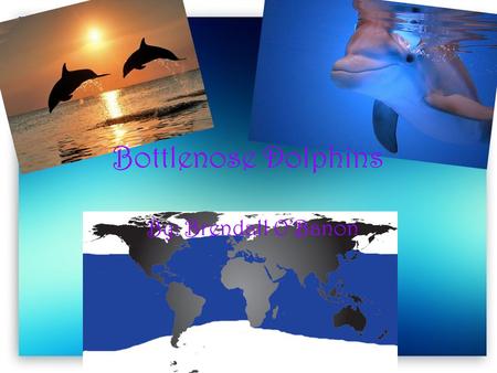 Bottlenose Dolphins By: Brendall O’Banon. Learned Behaviors Learns how squeak, whistle, and click Play with humans.