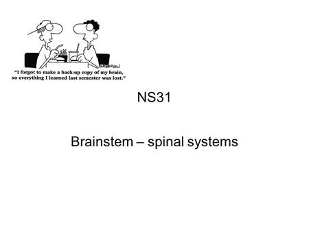 Brainstem – spinal systems