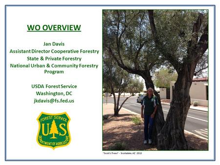 WO OVERVIEW Jan Davis Assistant Director Cooperative Forestry State & Private Forestry National Urban & Community Forestry Program USDA Forest Service.