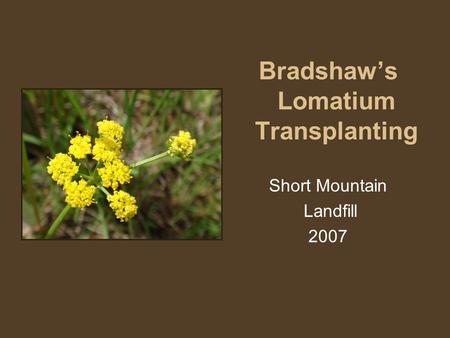 Bradshaw’s Lomatium Transplanting Short Mountain Landfill 2007.