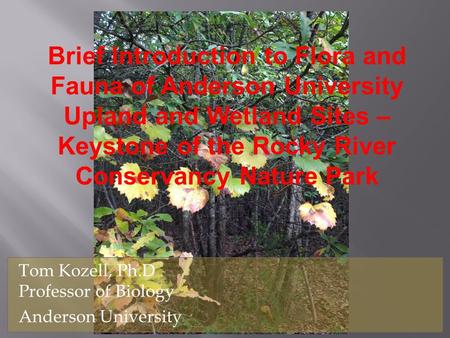 Brief Introduction to Flora and Fauna of Anderson University Upland and Wetland Sites – Keystone of the Rocky River Conservancy Nature Park Tom Kozell,