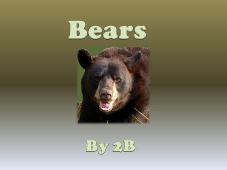 Bears By 2B.