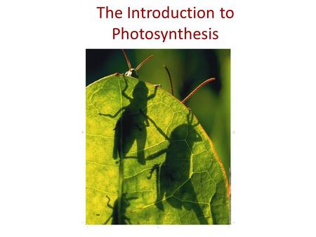 The Introduction to Photosynthesis