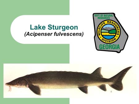 Lake Sturgeon (Acipenser fulvescens)