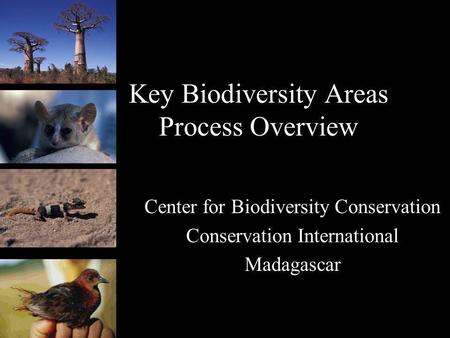 Key Biodiversity Areas Process Overview Center for Biodiversity Conservation Conservation International Madagascar.