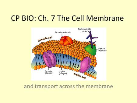 CP BIO: Ch. 7 The Cell Membrane