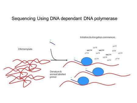 Sequencing Using DNA dependant DNA polymerase Initiation & elongation commences Denature & anneal labelled primer * * dCTP dGTP dATP dTTPdCTP dATP dTTPdATP.