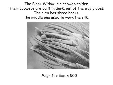 The Black Widow is a cobweb spider. Their cobwebs are built in dark, out of the way places. The claw has three hooks, the middle one used to work the silk.