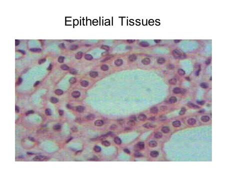 Epithelial Tissues Slide courtesy of Mary Atchison, St. Charles Community College (archived at lionden.com)
