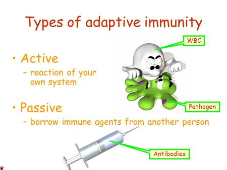 Types of adaptive immunity Active –reaction of your own system Passive –borrow immune agents from another person WBC Pathogen Antibodies.