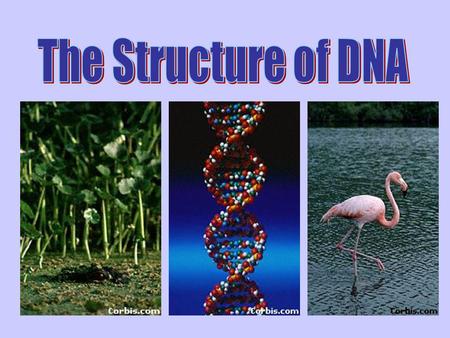(DNA)Deoxyribonucleic acid (DNA) –Stores info., copies itself –Directs cell activities –hereditary material passed from cell → cell nucleotideNucleic.