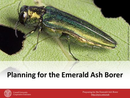 Preparing for the Emerald Ash Borer  Planning for the Emerald Ash Borer David Cappaert, Michigan State University, bugwood.org.