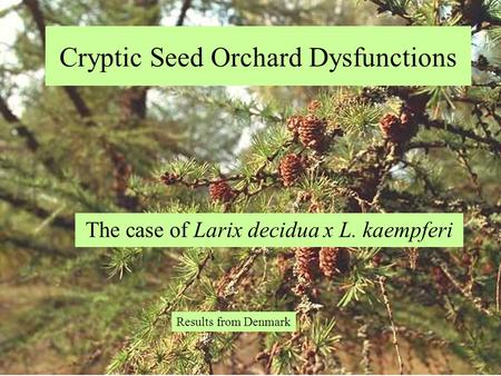 Cryptic Seed Orchard Dysfunctions The case of Larix decidua x L. kaempferi Results from Denmark.