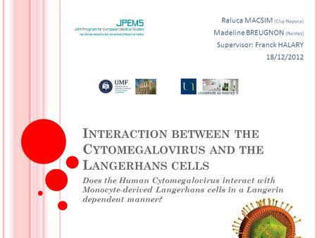 Interaction between the Cytomegalovirus and the Langerhans cells