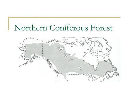 Northern Coniferous Forest. White Spruce (Picea glauca) Characteristics  Height: 40’ – 100’  Diameter: 1’ – 2’  Needles: evergreen, ½ - ¾’’ long, blue-