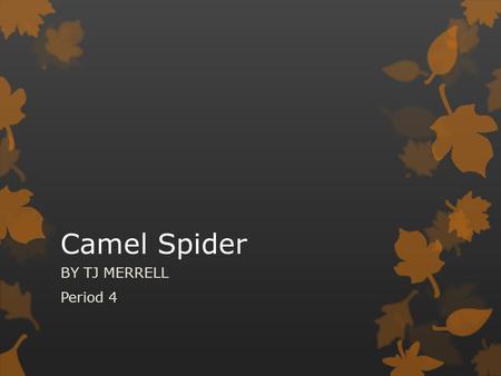 Camel Spider BY TJ MERRELL Period 4.