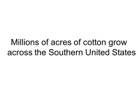 Millions of acres of cotton grow across the Southern United States.