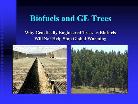 Biofuels and GE Trees Why Genetically Engineered Trees as Biofuels Will Not Help Stop Global Warming.