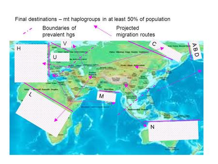 U V H L N A B D C M Final destinations – mt haplogroups in at least 50% of population Boundaries of prevalent hgs Projected migration routes.