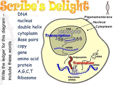 DNA nucleus double helix cytoplasm Base pairs copy gene amino acid protein A,G,C,T Ribosome Write the ledger for this diagram – include these words.