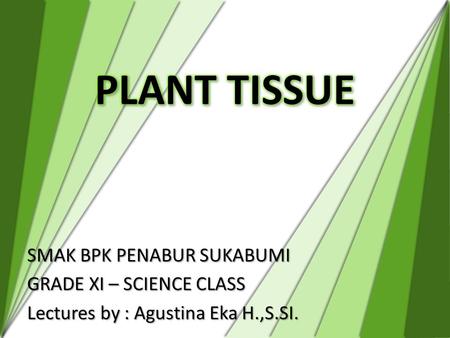 PLANT TISSUE SMAK BPK PENABUR SUKABUMI GRADE XI – SCIENCE CLASS