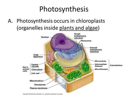 Photosynthesis Photosynthesis occurs in chloroplasts (organelles inside plants and algae)