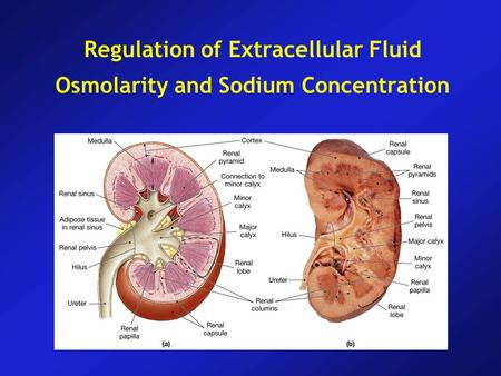 Regulation of Extracellular Fluid Osmolarity and Sodium Concentration