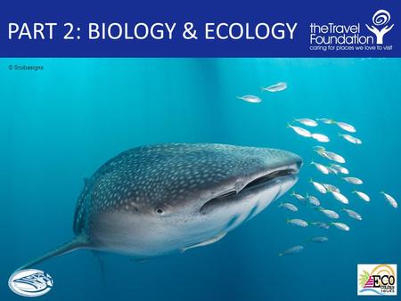 PART 2: BIOLOGY & ECOLOGY © Scubasigns. PART 2: BIOLOGY & ECOLOGY Outline 1. Taxonomy and Classification What type of animal is a it? 2. Distribution.