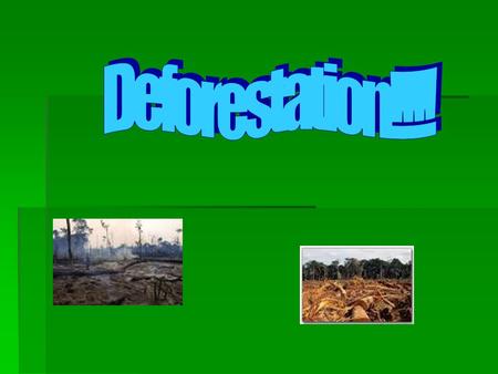The effect of the deforestation.  The effects of the rainforest destruction are very bad. People cut down the forests for farmland which causes lots.