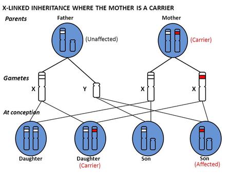 X-LINKED INHERITANCE WHERE THE MOTHER IS A CARRIER