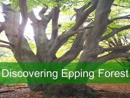 Discovering Epping Forest. Roles Champions Your role: –To ensure the school commitment to the project is met –To promote Discovering Epping Forest within.