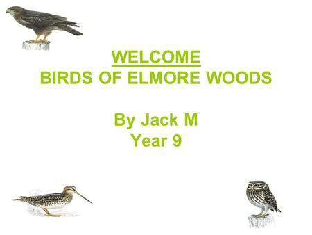 WELCOME BIRDS OF ELMORE WOODS By Jack M Year 9. SNIPE Overview SNIPE ARE MEDIUM SIZED, SKULKING WADING BIRDS WITH SHORT LEGS AND LONG STRAIGHT BILLS.