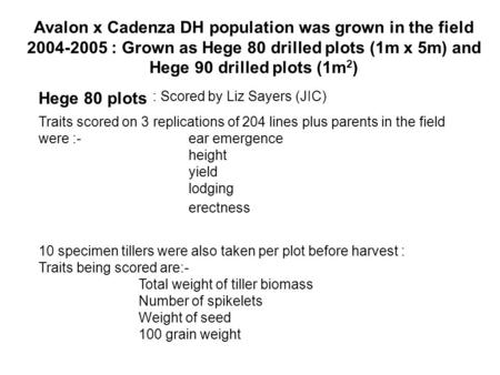 Avalon x Cadenza DH population was grown in the field 2004-2005 : Grown as Hege 80 drilled plots (1m x 5m) and Hege 90 drilled plots (1m 2 ) Traits scored.