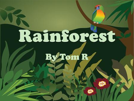 Rainforest By Tom R.