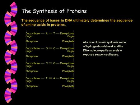 The Synthesis of Proteins The sequence of bases in DNA ultimately determines the sequence of amino acids in proteins. At a time of protein synthesis some.