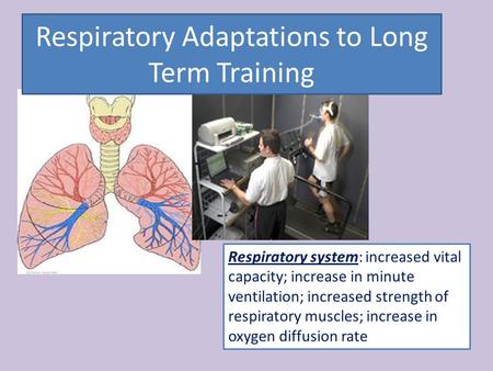 Respiratory Adaptations to Long Term Training