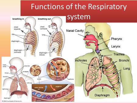 Functions of the Respiratory system