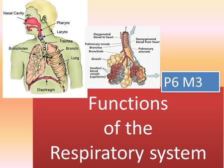 Functions of the Respiratory system